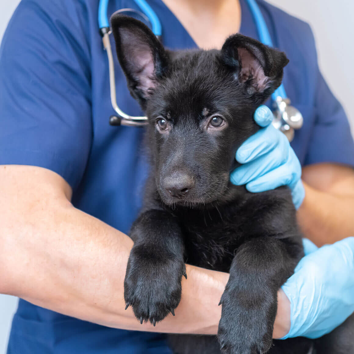 Veterinarian At Brea Regional Animal Hospital Brea Ca Mobile